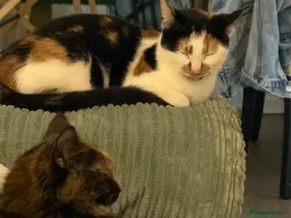 Mixed Breed cats Sadie Baby & Pino - Calico & Tortie Mixed - Advert 1