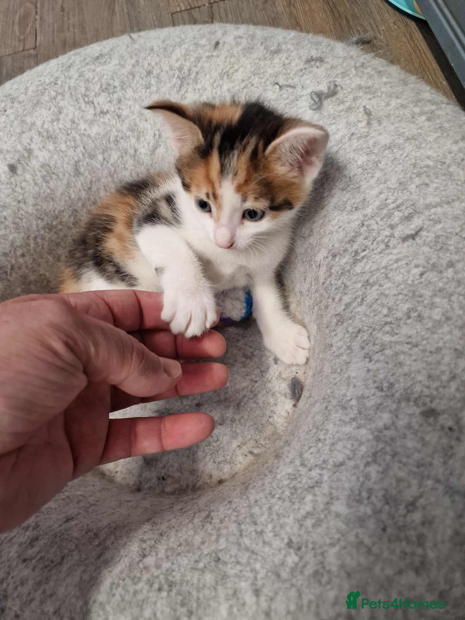 Mixed Breed cats Very Cute Calico Girl - Advert 1