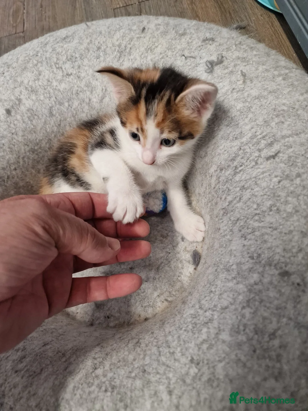 Mixed Breed cats for sale: Very Cute Calico Girl - Advert 1