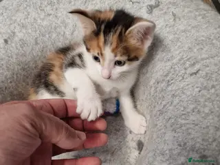Mixed Breed cats Very Cute Calico Girl - Advert 3