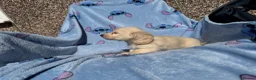 Miniature Dachshund dogs for sale: KC mini ee/ii cream long hair - Advert 30