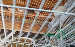 Finches birds for sale: Various finches - Image 7
