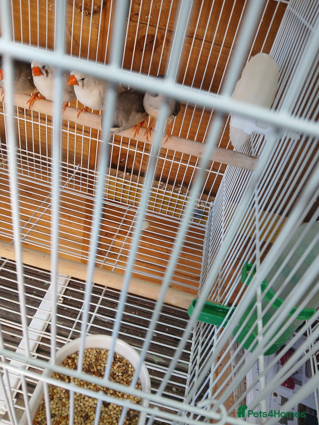 Finches birds for sale: Various finches - Image 7
