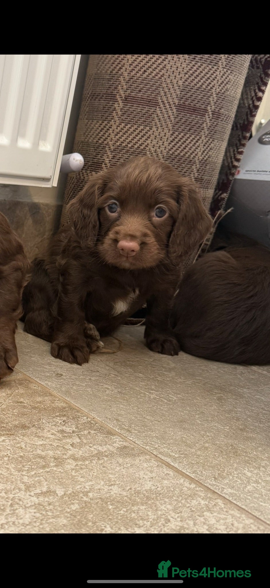 Sprocker dogs Female liver and white Sprocker  - Advert 1