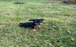 Jack Russell dogs for sale: Short legged smooth coated Jack Russell puppies  - Image 8