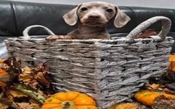 Miniature Dachshund dogs for sale: TRUE MINIATURE DASCHUND BABIES only 5 - Image 23
