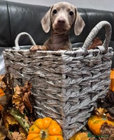 Miniature Dachshund dogs LAST MINIATURE DASCHUND BABY! - Advert 2