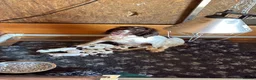 English Springer Spaniel dogs for sale: Springer Spaniel Puppies for sale KC Registered in Swindon - Advert 3