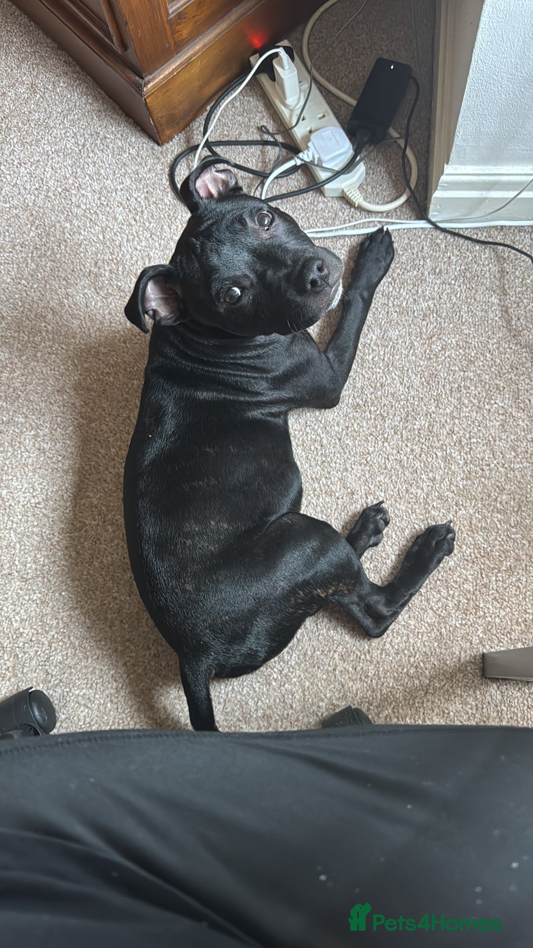 Staffordshire Bull Terrier dogs for sale: Staffy Puppy - Image 5