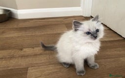 Ragdoll cats for sale: Top quality Ragdoll kittens for sales - Image 2