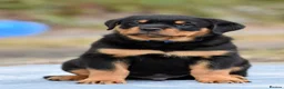 Rottweiler dogs for sale: Rottweiler Puppies – Stunning Old School Type in Whitchurch - Advert 4