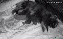 Maine Coon cats for sale: Maine coon kittens - Image 2