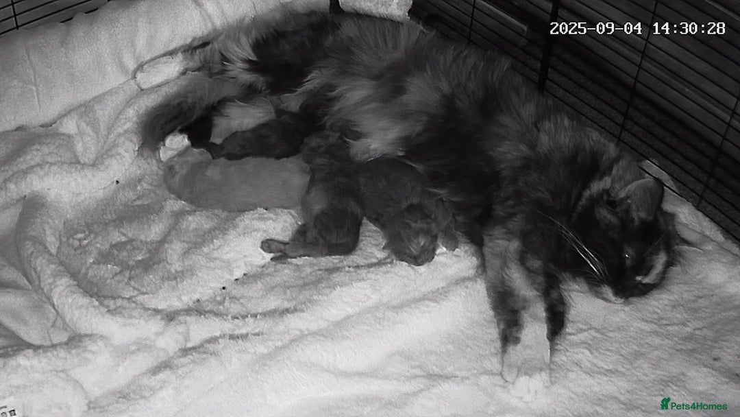Maine Coon cats for sale: Maine coon kittens - Image 2