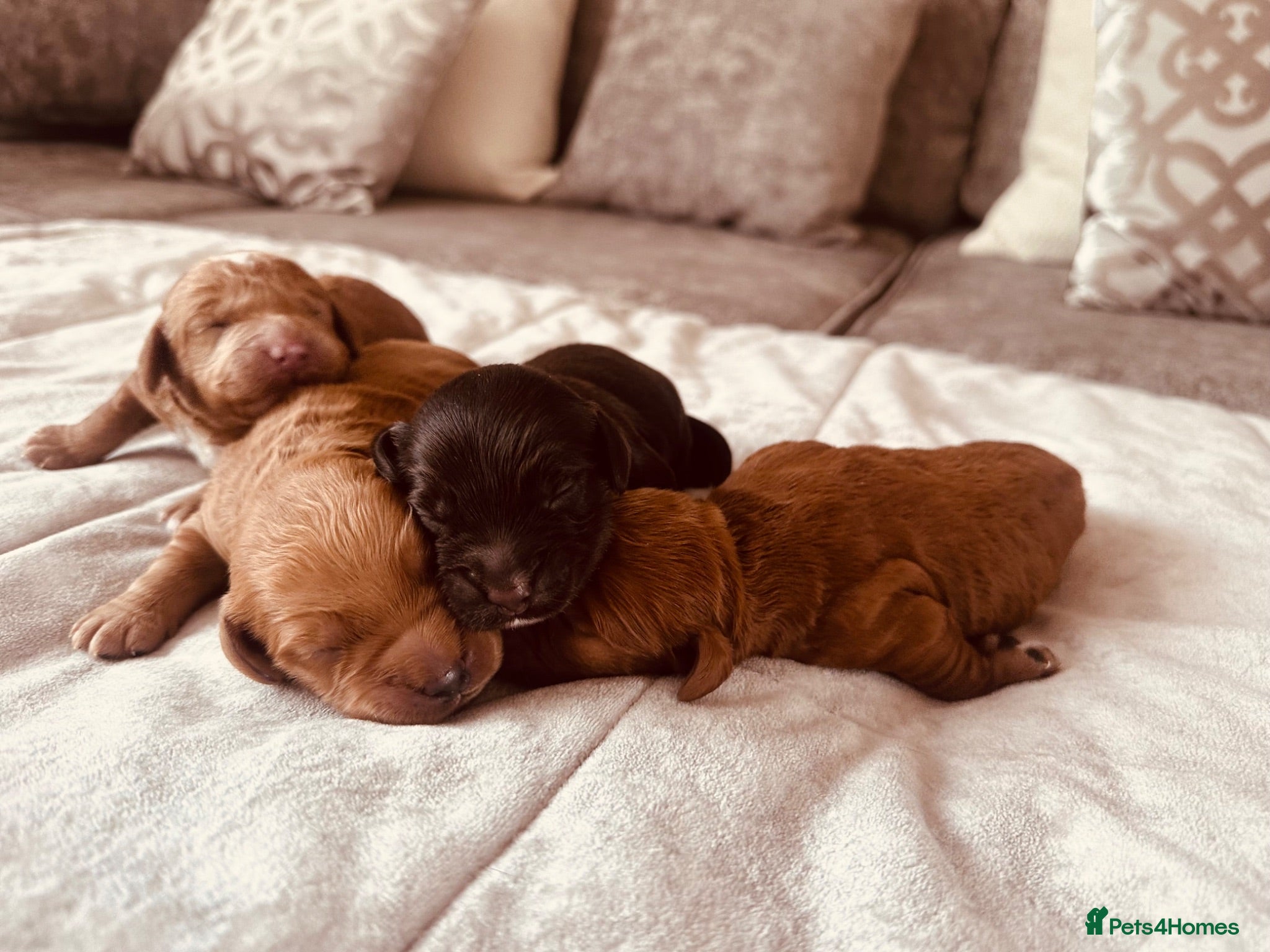 Cockapoo dogs Beautiful miniature cockapoos - Advert 1