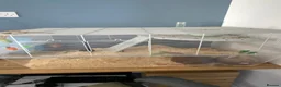 Gerbil rodents for sale: *Free* Gerbils x2 and cage in Paignton - Advert 4