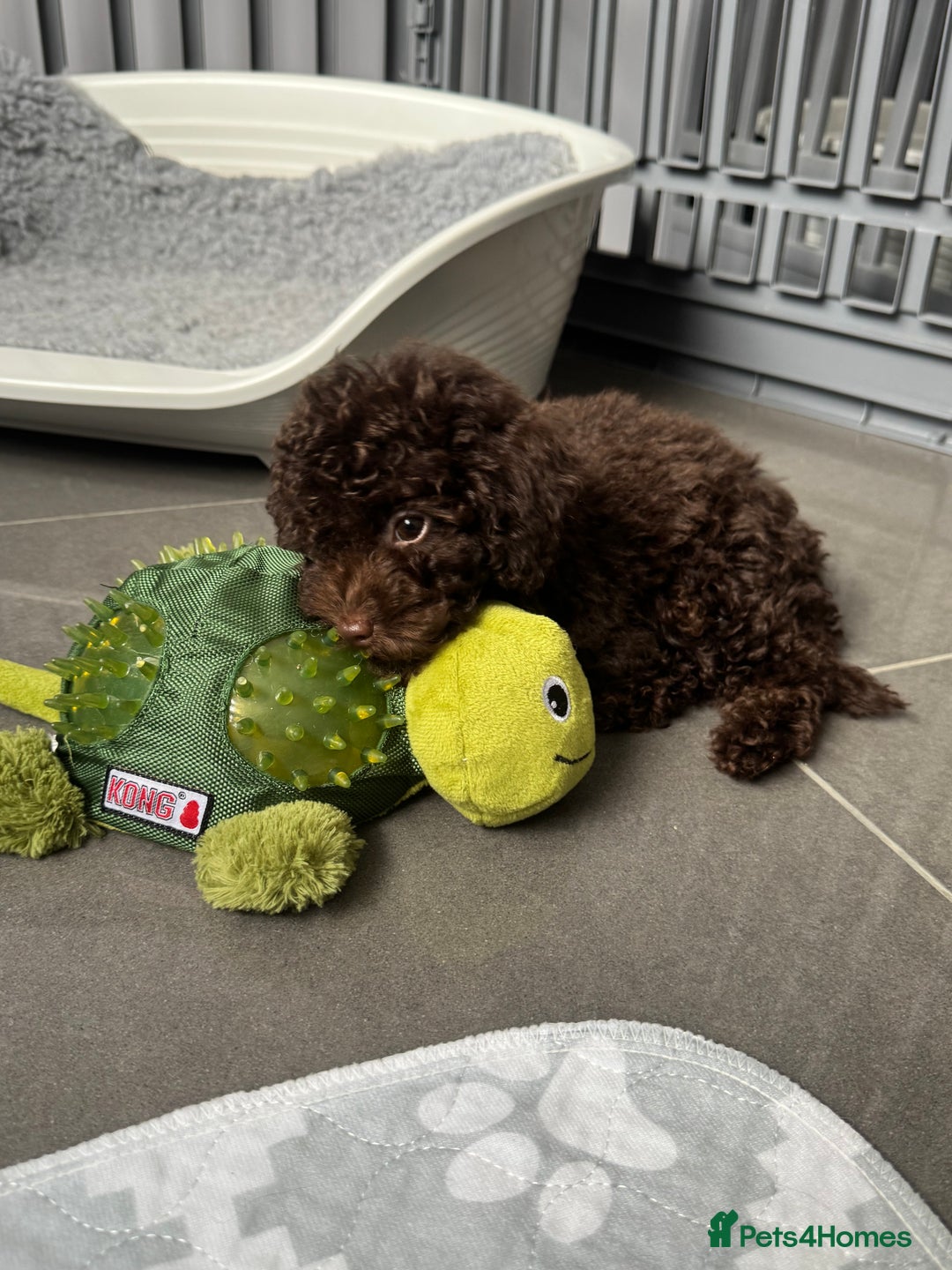 Cockapoo dogs for sale: Cockapoo puppies  - Image 4