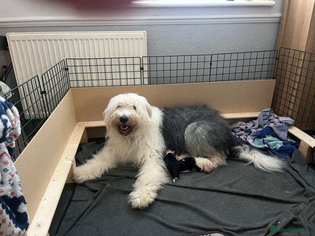 Old English Sheepdog dogs for sale: Old English Sheepdog Puppies - Advert 2