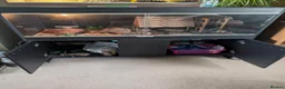 Corn Snake reptiles for sale: Gorgeous corn snake with viv and full set up in Clynderwen - Advert 9