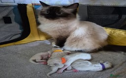Ragdoll cats for sale: Ragdoll Kittens - Image 16