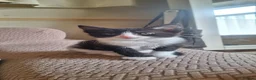Mixed Breed cats for sale: 6 black and white kittens - Advert 14