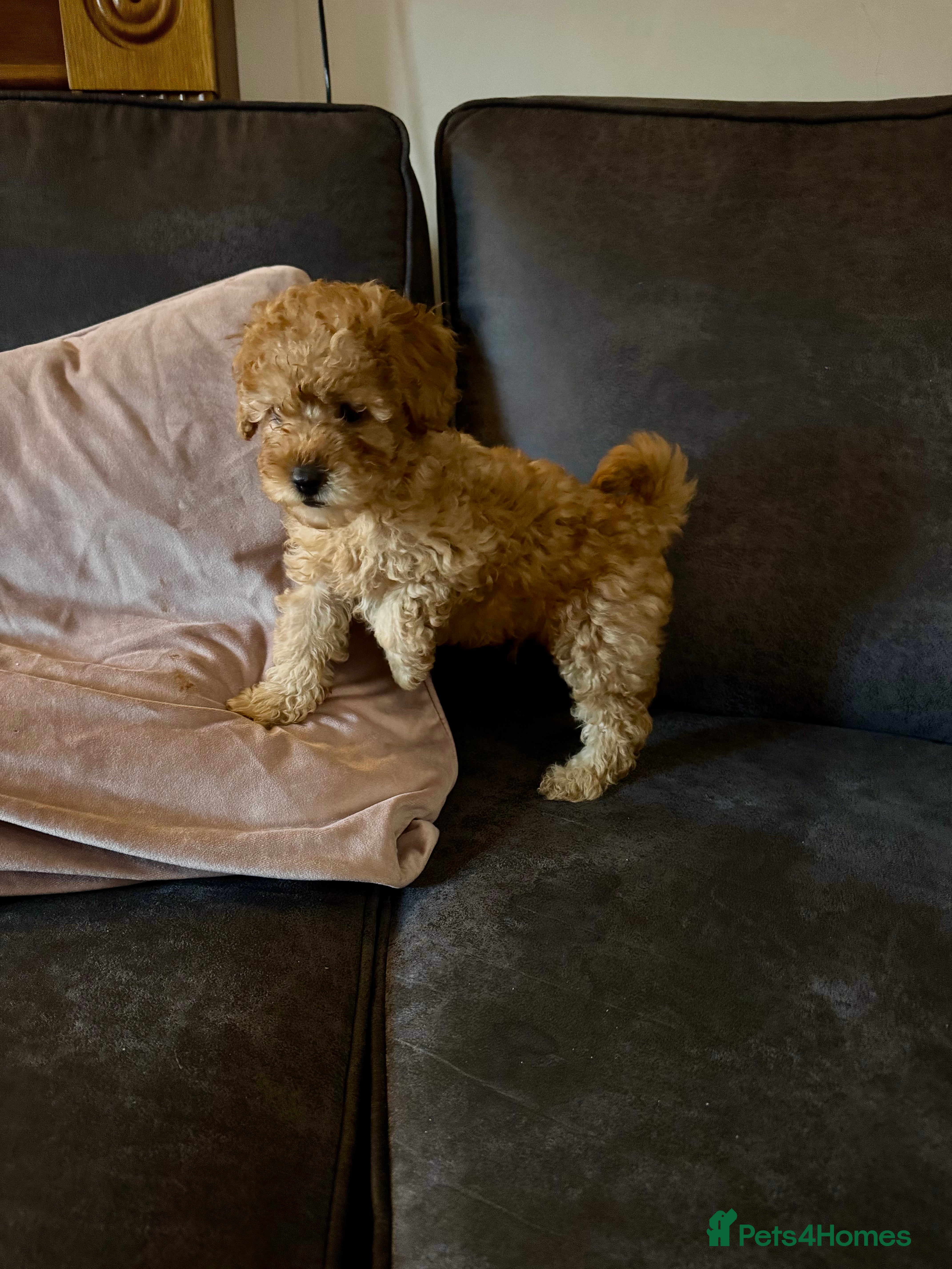 Cockapoo dogs Beautiful cockapoos ready to leave  - Advert 5