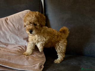 Cockapoo dogs Beautiful cockapoos ready to leave - Advert 4