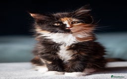 Maine Coon cats for sale: Pedigree Maine Coon Kittens (TICA) - Image 28