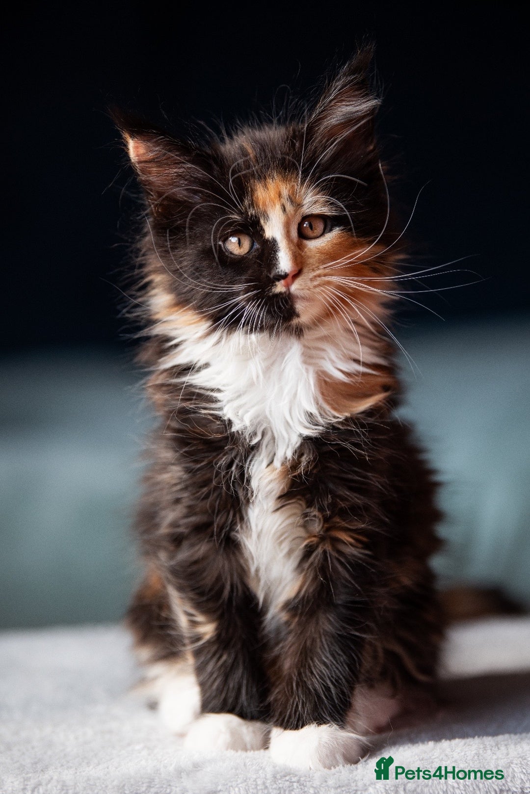 Maine Coon cats for sale: Pedigree Maine Coon Kittens (TICA) - Image 28