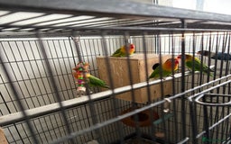 Lovebirds birds for sale: Beautiful and exotic Love bird for sale - Advert 8