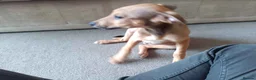 Lurcher dogs for sale: Beautiful Working Stock Male Lurcher Puppy - Advert 6
