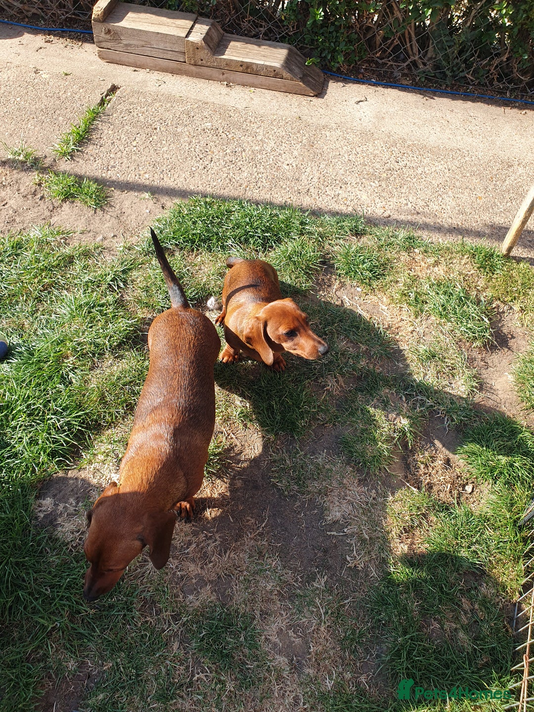 Miniature Dachshund dogs for sale: Miniature dachshund puppies  in Lincoln - Image 5