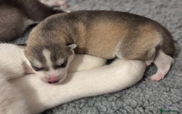 Siberian Husky dogs for sale: Beautiful Siberian Husky - Image 8