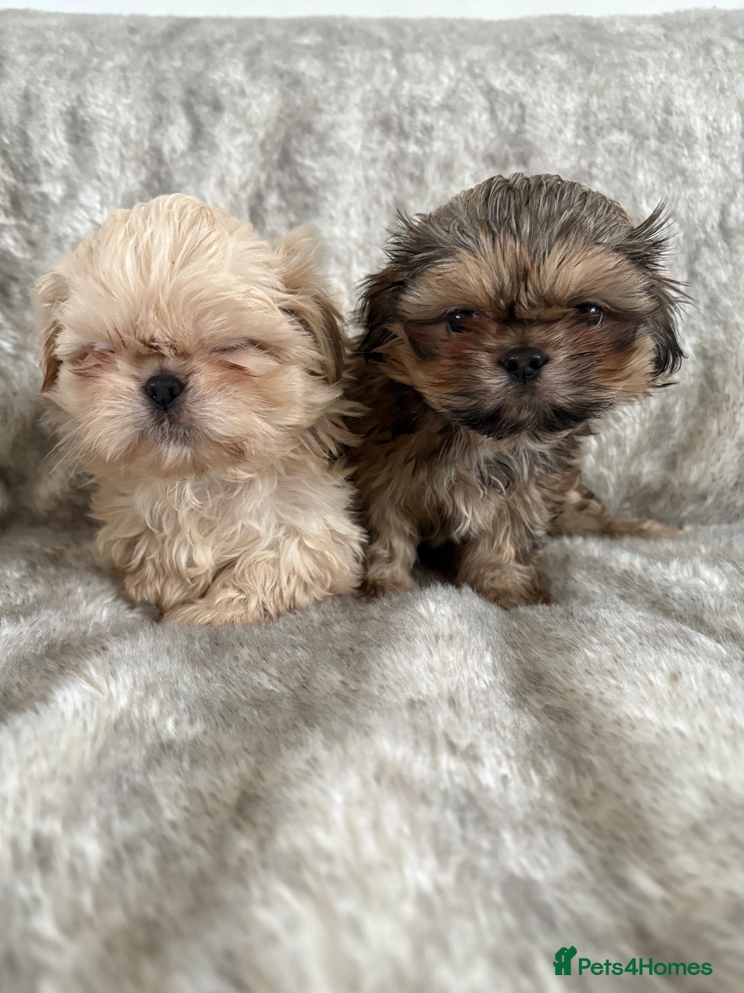 Shih Tzu dogs for sale: Reduced Ready now imperial Shihtzu  - Advert 5