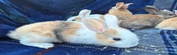 Mini Lop rabbits for sale: Mixed litter of lop x Dutch bunnies for sale - Advert 4