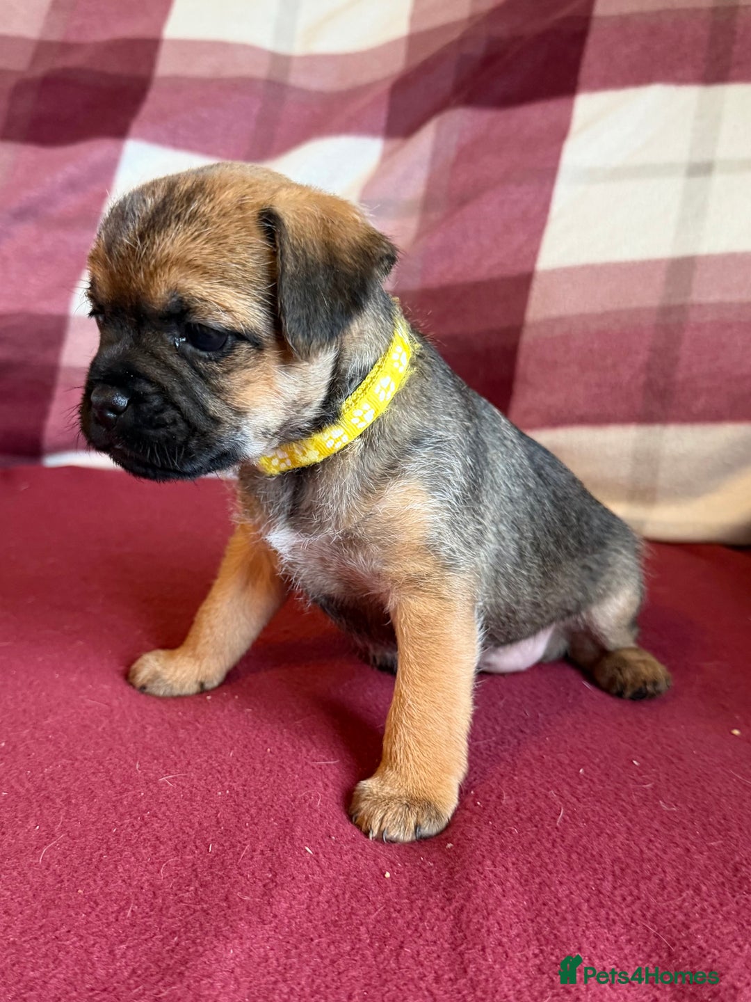 Border Terrier dogs for sale: Beautiful Border Terrier Puppies😍 - Advert 19