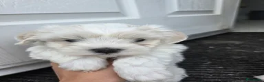 Maltese 2