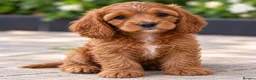 Cockapoo dogs for sale: F1 Toy Red Cockapoo Puppies - Advert 2