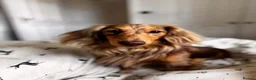 Dachshund dogs for sale: Beautiful long haired miniature daschunds . in Gosport - Advert 20