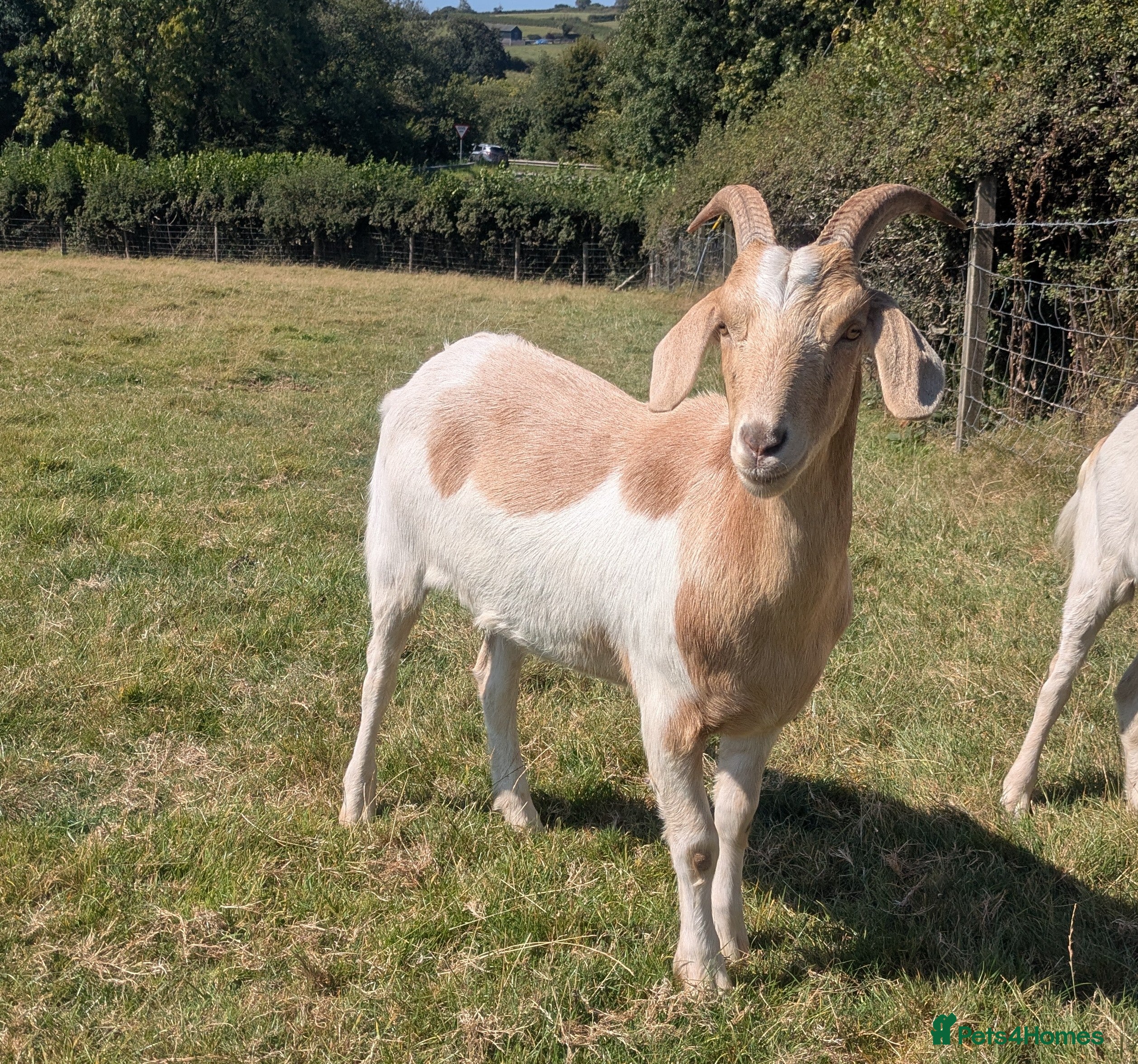 Goats livestock Wether Goat For Sale - Advert 11