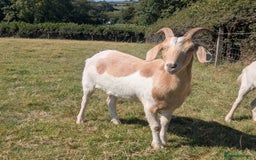 Goats livestock for sale: Wether Goat For Sale - Image 1