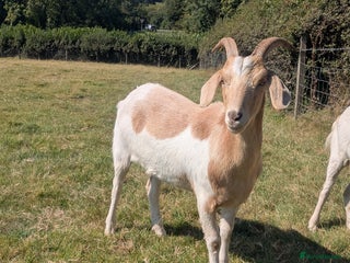 Goats livestock - Advert 1