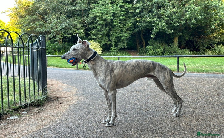 Whippet dogs - Advert 3