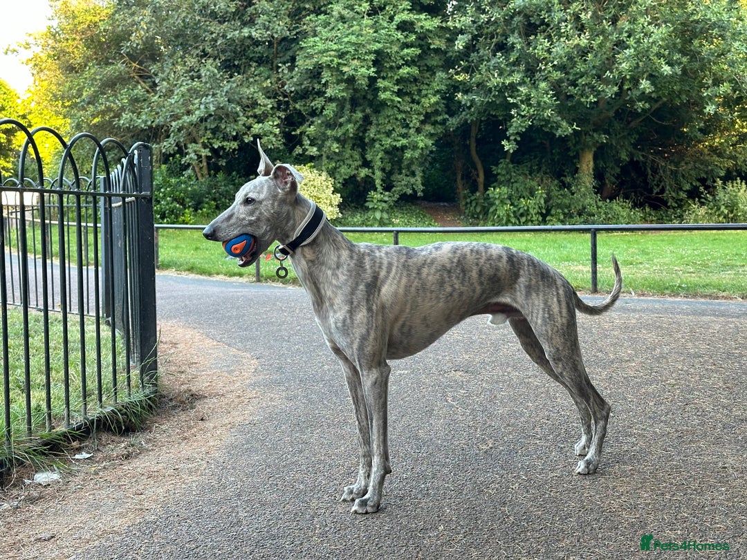 Whippet dogs for stud: Blue Brindle Whippet Leo - Image 1