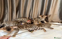 Bengal cats for sale: Adorable Bengal kittens - Image 14