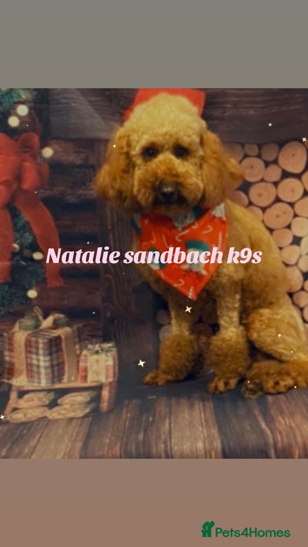 Miniature Poodle dogs for stud: Miniature poodle stud in Sandbach - Advert 2