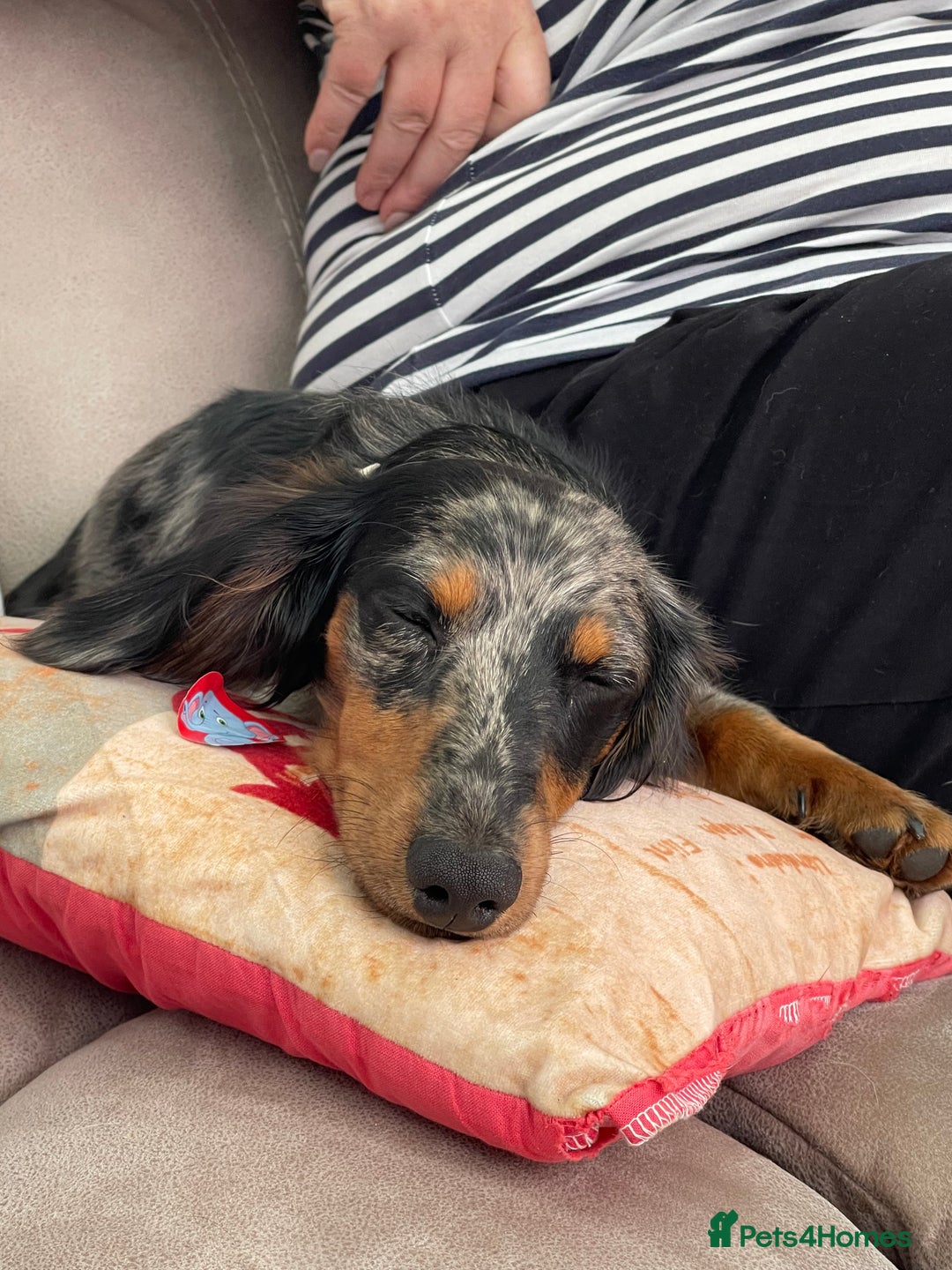 Miniature Dachshund dogs for sale:  Miniature Dachshund for rehoming.  - Advert 5