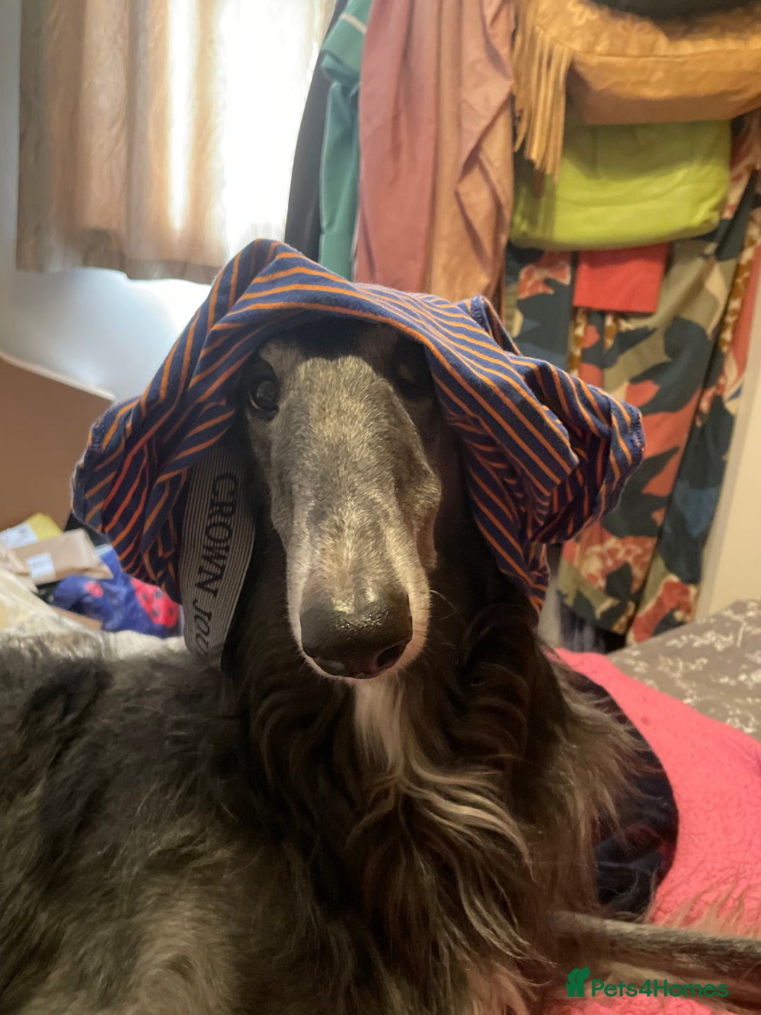 Gallery Image {{count}}