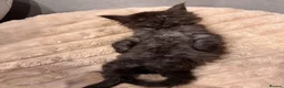 Maine Coon cats for sale: TICA & Council Licensed black smoke female kitten - Advert 10