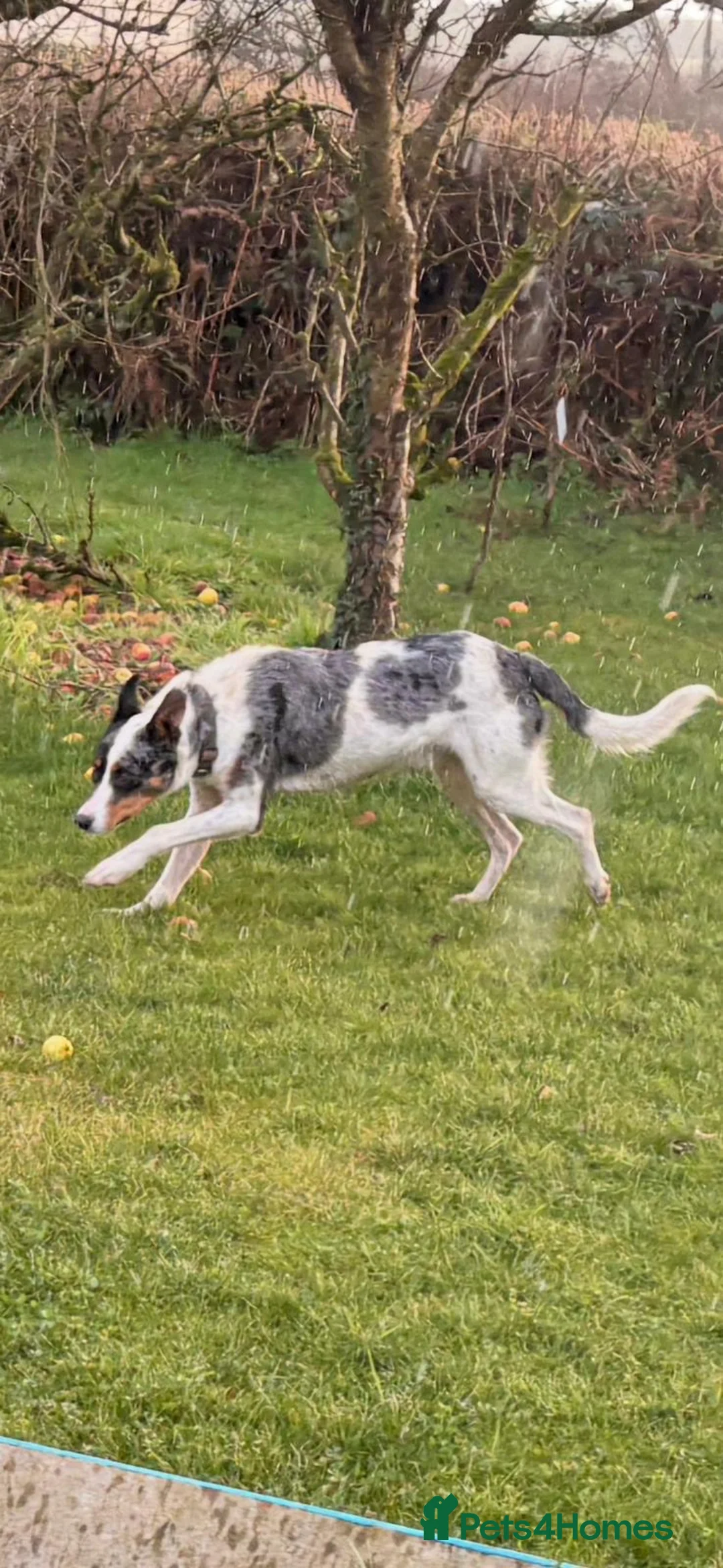 Mixed Breed dogs for sale: Moose - Advert 4
