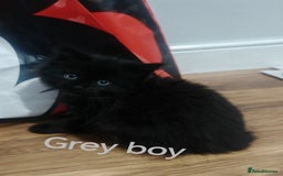 Mixed Breed cats for sale: Beautyfull fluffy kittens ragcoon - tuxedo cross  - Image 21